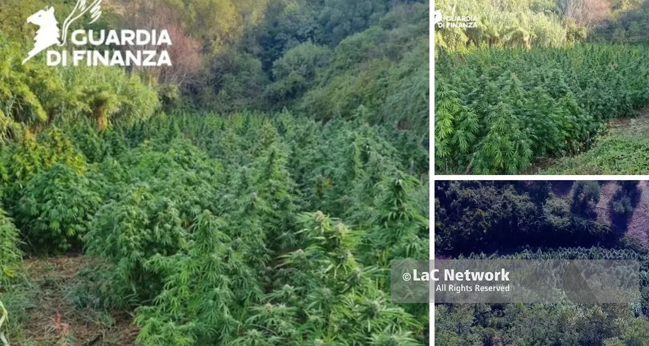 Piantagione di marijuana sequestrata dalla guardia di finanza nel Cosentino\n