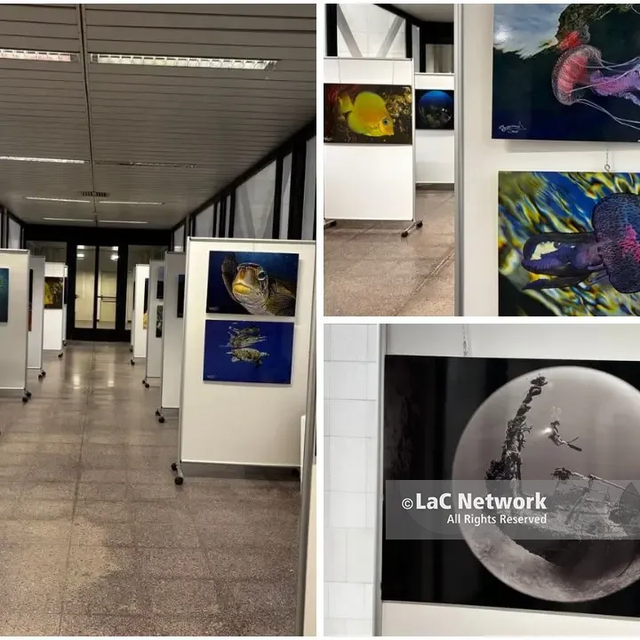 A Rende la mostra del campione del mondo di fotografia subacquea Francesco Sesso:\u00A0«Catturo il mare anche per proteggerlo» –\u00A0FOTOGALLERY\n