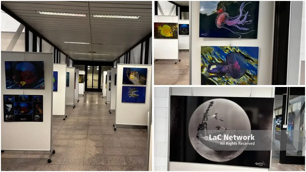 A Rende la mostra del campione del mondo di fotografia subacquea Francesco Sesso:\u00A0«Catturo il mare anche per proteggerlo» –\u00A0FOTOGALLERY\n