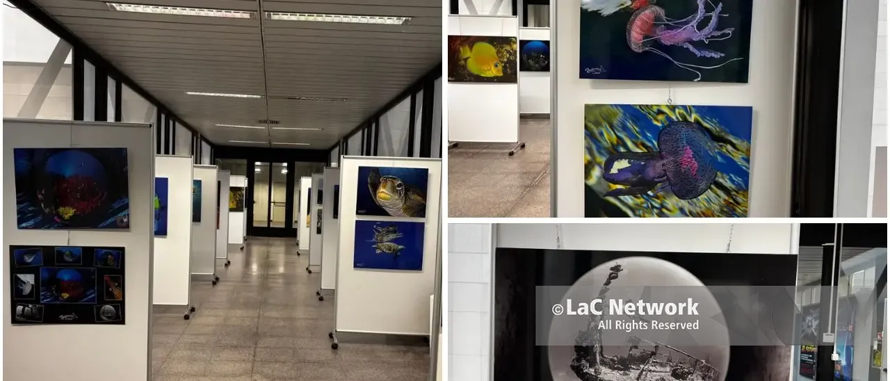 A Rende la mostra del campione del mondo di fotografia subacquea Francesco Sesso:\u00A0«Catturo il mare anche per proteggerlo» –\u00A0FOTOGALLERY\n