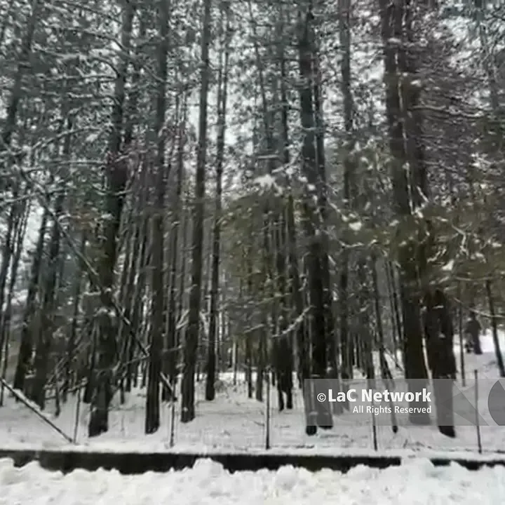 Ciclone Harry, che nevicata nel Parco Nazionale della Sila: mezzo metro a Lorica\n