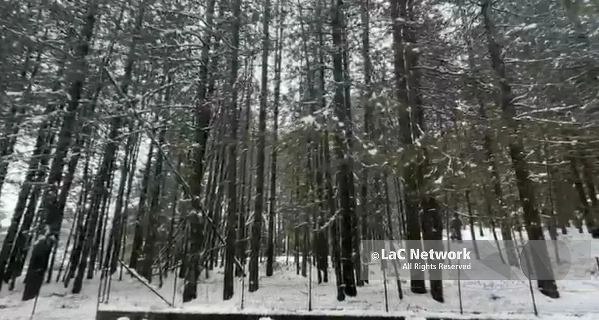 Ciclone Harry, che nevicata nel Parco Nazionale della Sila: mezzo metro a Lorica\n