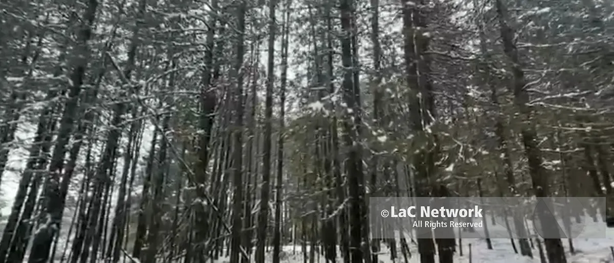 Ciclone Harry, che nevicata nel Parco Nazionale della Sila: mezzo metro a Lorica\n
