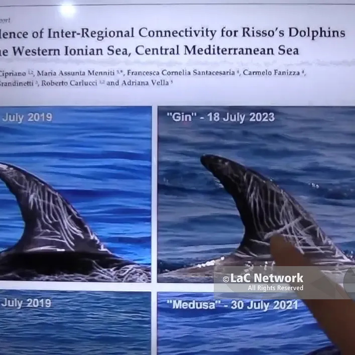 Dalla Calabria alla Puglia, prosegue lo studio del Cesram di Soverato sul grampo, in pericolo di estinzione. Ecco le ultime novità\n