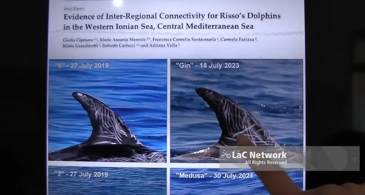 Dalla Calabria alla Puglia, prosegue lo studio del Cesram di Soverato sul grampo, in pericolo di estinzione. Ecco le ultime novità\n