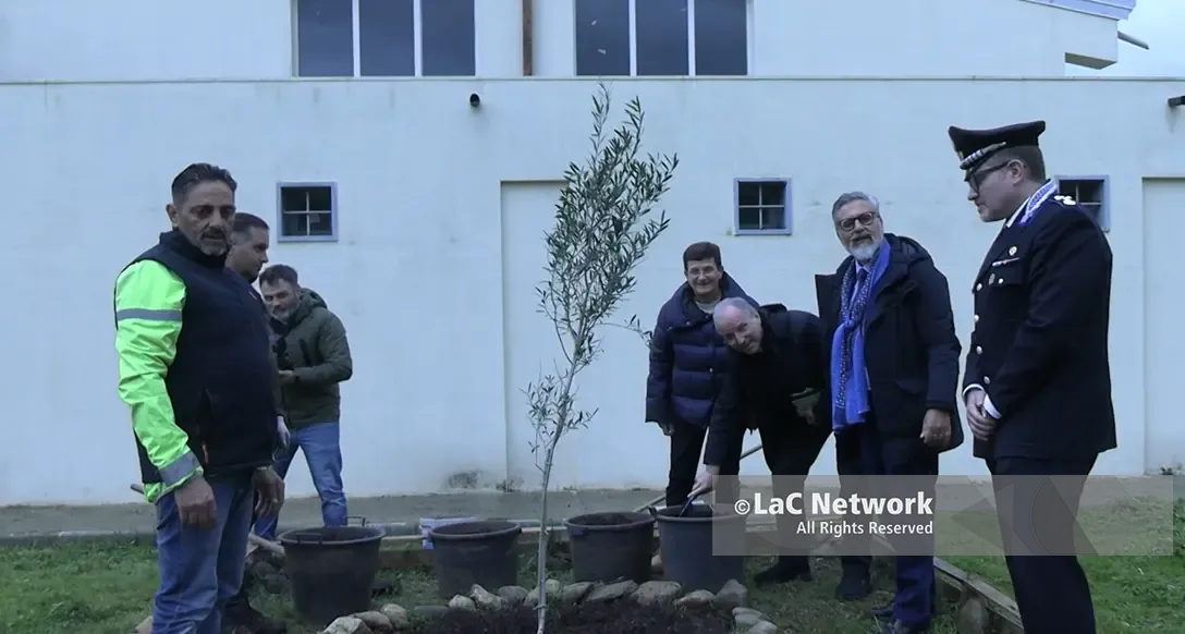 <p>Nel carcere di Arghillà l’olivo bianco della Madonna: simbolo di riscatto tra detenuti e speranza</p>