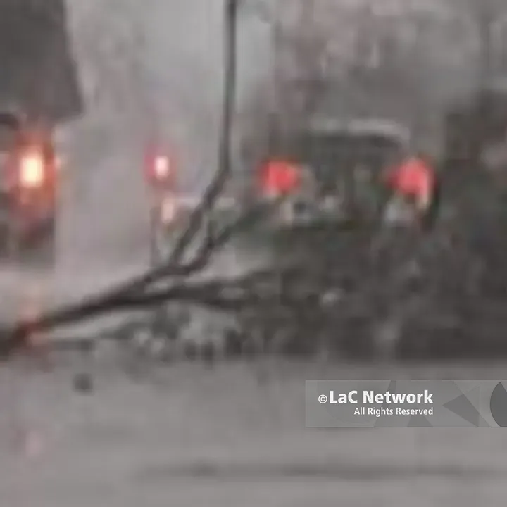 Ciclone Nils, albero cade su un’auto a Rende: paura in via Verdi\n