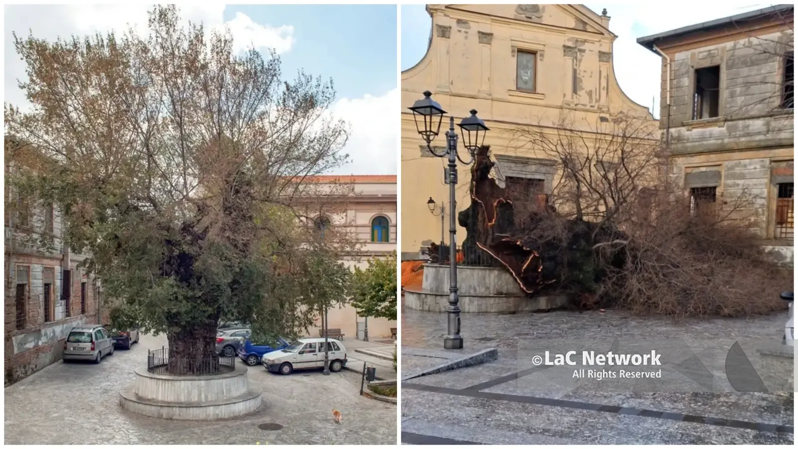 Distrutto dal vento l’Olmo secolare simbolo di San Lorenzo: 700 anni di storia spazzati via in una notte\n