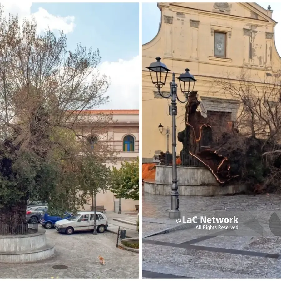 Distrutto dal vento l’Olmo secolare simbolo di San Lorenzo: 700 anni di storia spazzati via in una notte\n