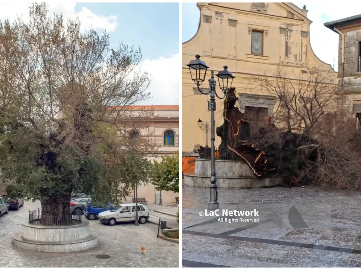 Distrutto dal vento l’Olmo secolare simbolo di San Lorenzo: 700 anni di storia spazzati via in una notte