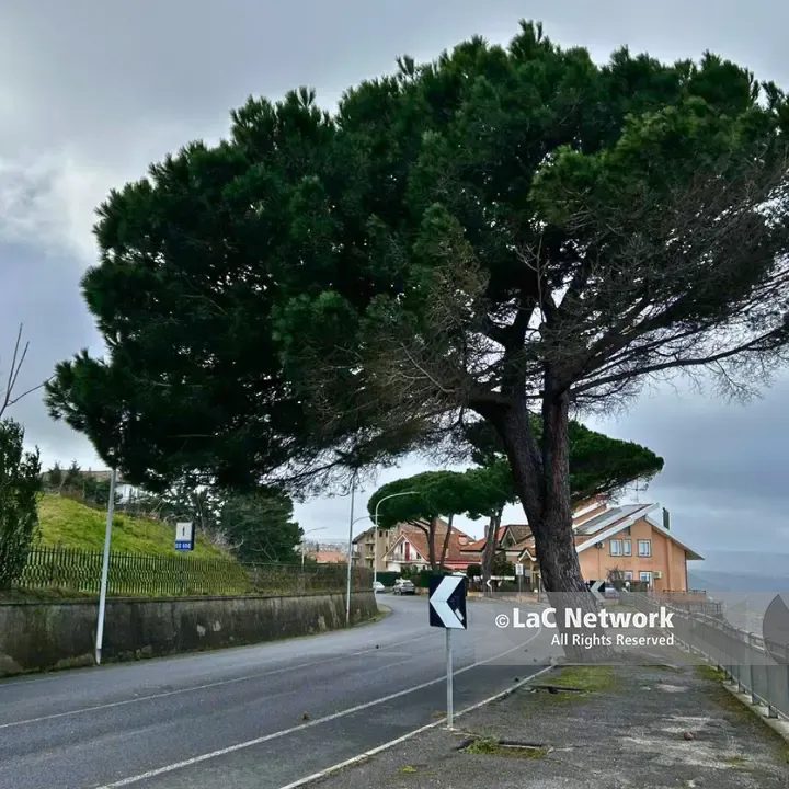 Vibo,\u00A0grosso albero a rischio crollo in Viale della Pace:\u00A0strada chiusa in attesa che venga abbattuto\n