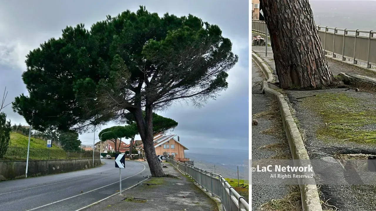 Vibo,\u00A0grosso albero a rischio crollo in Viale della Pace:\u00A0strada chiusa in attesa che venga abbattuto\n