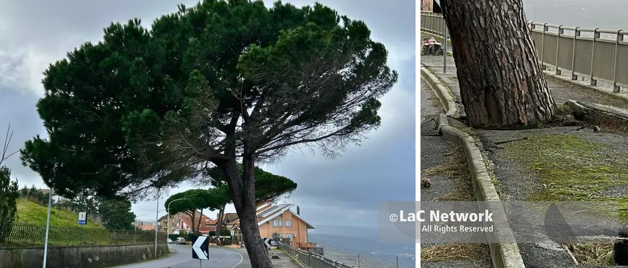 Vibo,\u00A0grosso albero a rischio crollo in Viale della Pace:\u00A0strada chiusa in attesa che venga abbattuto\n