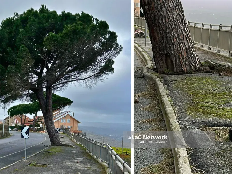 Vibo, grosso albero a rischio crollo in Viale della Pace: strada chiusa in attesa che venga abbattuto