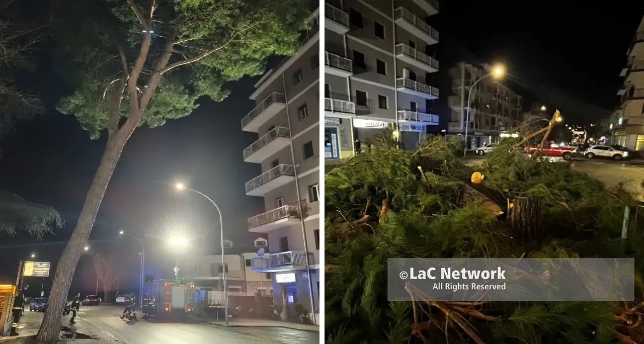 Vibo Valentia, un altro albero va giù: pino pericolante in via Dante Alighieri, il Comune interviene e lo taglia\n