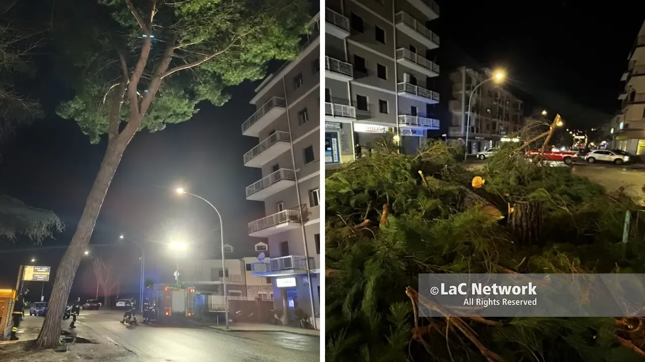 Vibo Valentia, un altro albero va giù: pino pericolante in via Dante Alighieri, il Comune interviene e lo taglia\n