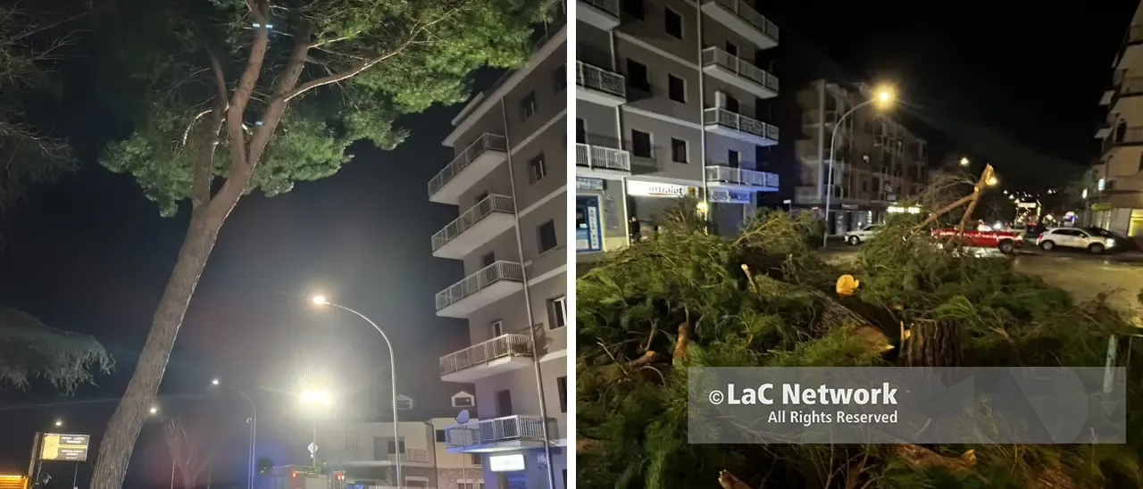Vibo Valentia, un altro albero va giù: pino pericolante in via Dante Alighieri, il Comune interviene e lo taglia\n