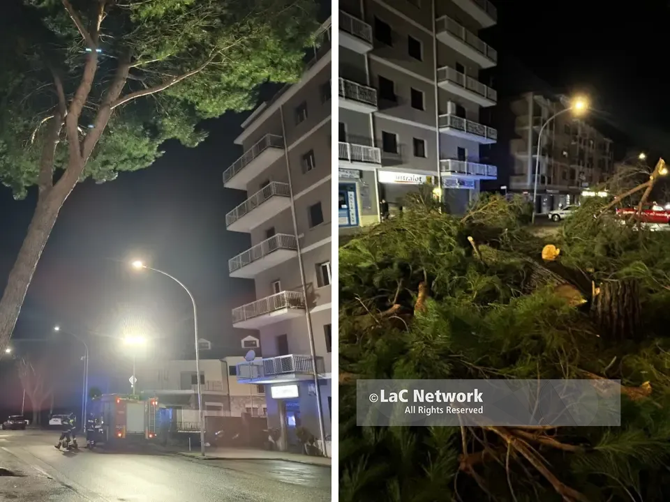 Vibo Valentia, un altro albero va giù: pino pericolante in via Dante Alighieri, il Comune interviene e lo taglia
