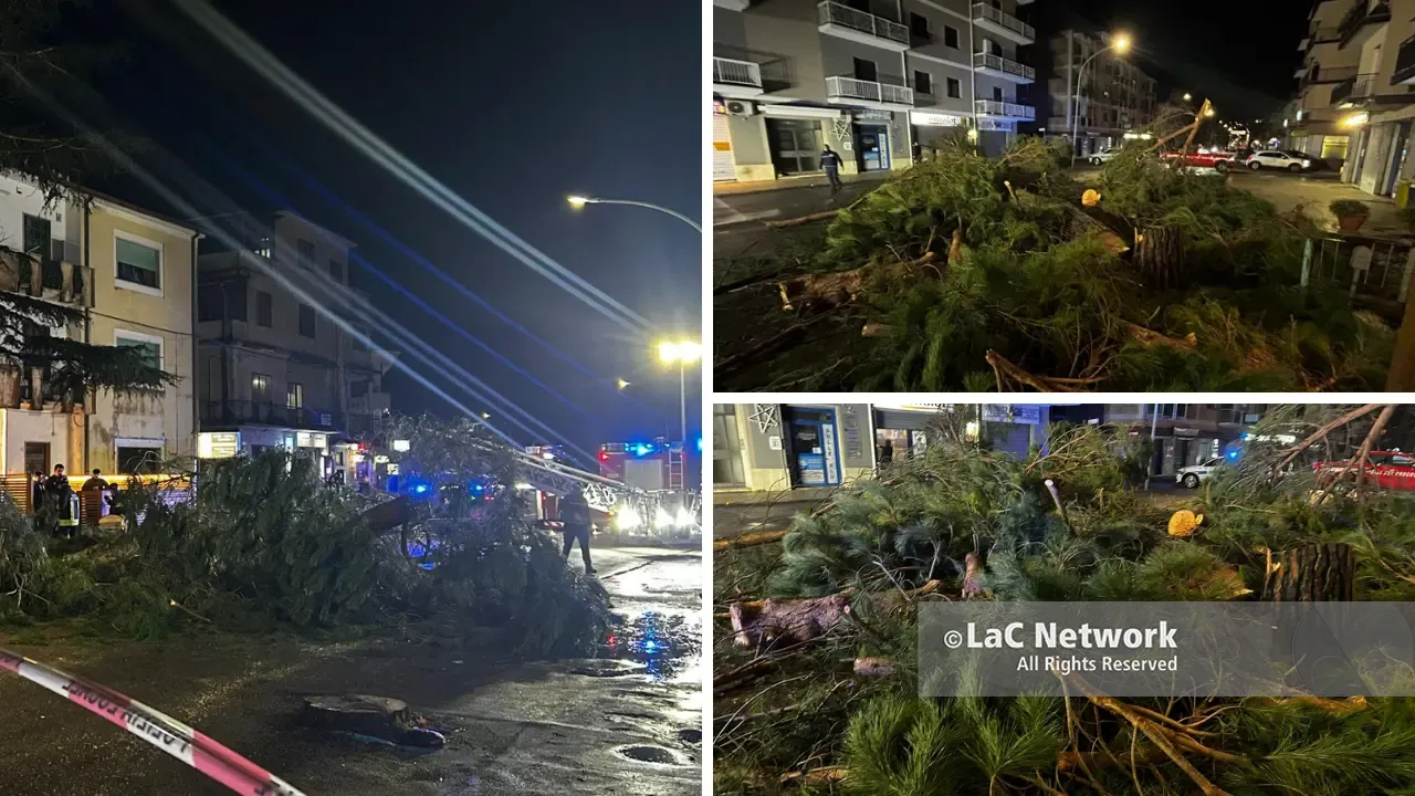 <p>Gli alberi tagliati in via Dante Alighieri a Vibo</p>\\n