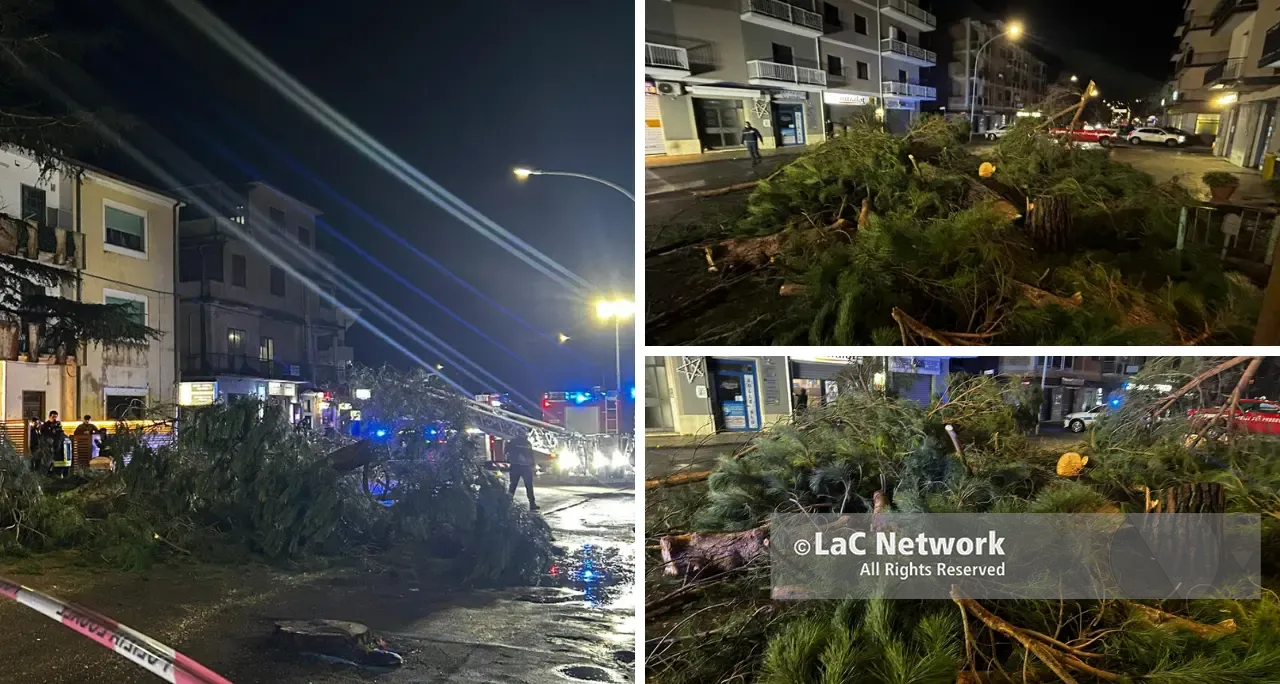 Alberi abbattuti a Vibo, Italia Nostra contro il Comune: «In tre mesi ne hanno tagliati 34 con la scusa del maltempo»\n