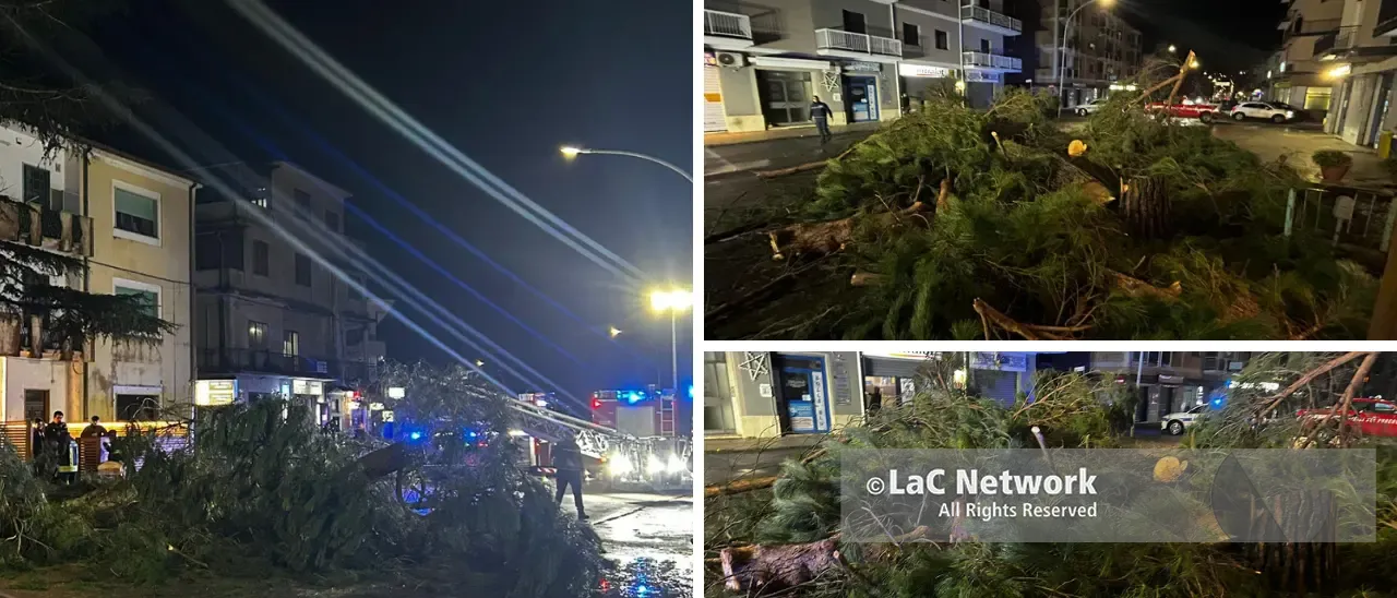 Alberi abbattuti a Vibo, Italia Nostra contro il Comune: «In tre mesi ne hanno tagliati 34 con la scusa del maltempo»\n