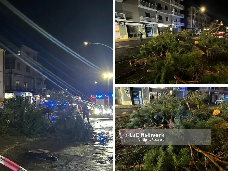 Alberi abbattuti a Vibo, Italia Nostra contro il Comune: «In tre mesi ne hanno tagliati 34 con la scusa del maltempo»