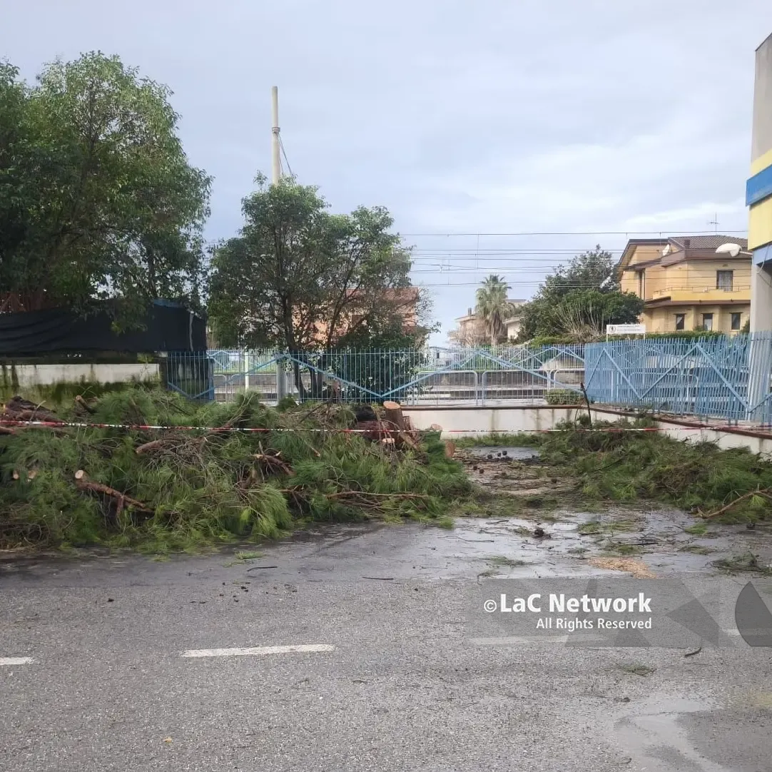 Santa Maria del Cedro, tragedia sfiorata:\u00A0albero crolla su un’auto parcheggiata\n