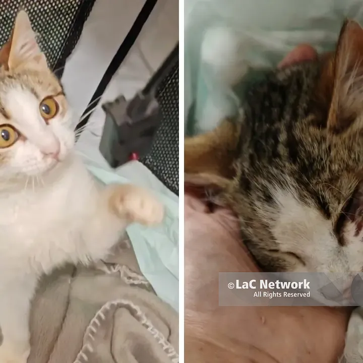 Gattina investita a Vibo,\u00A0soccorsa da due volontarie e curata dai veterinari\u00A0dell’Asp: «Il servizio di pronto soccorso funziona»\n