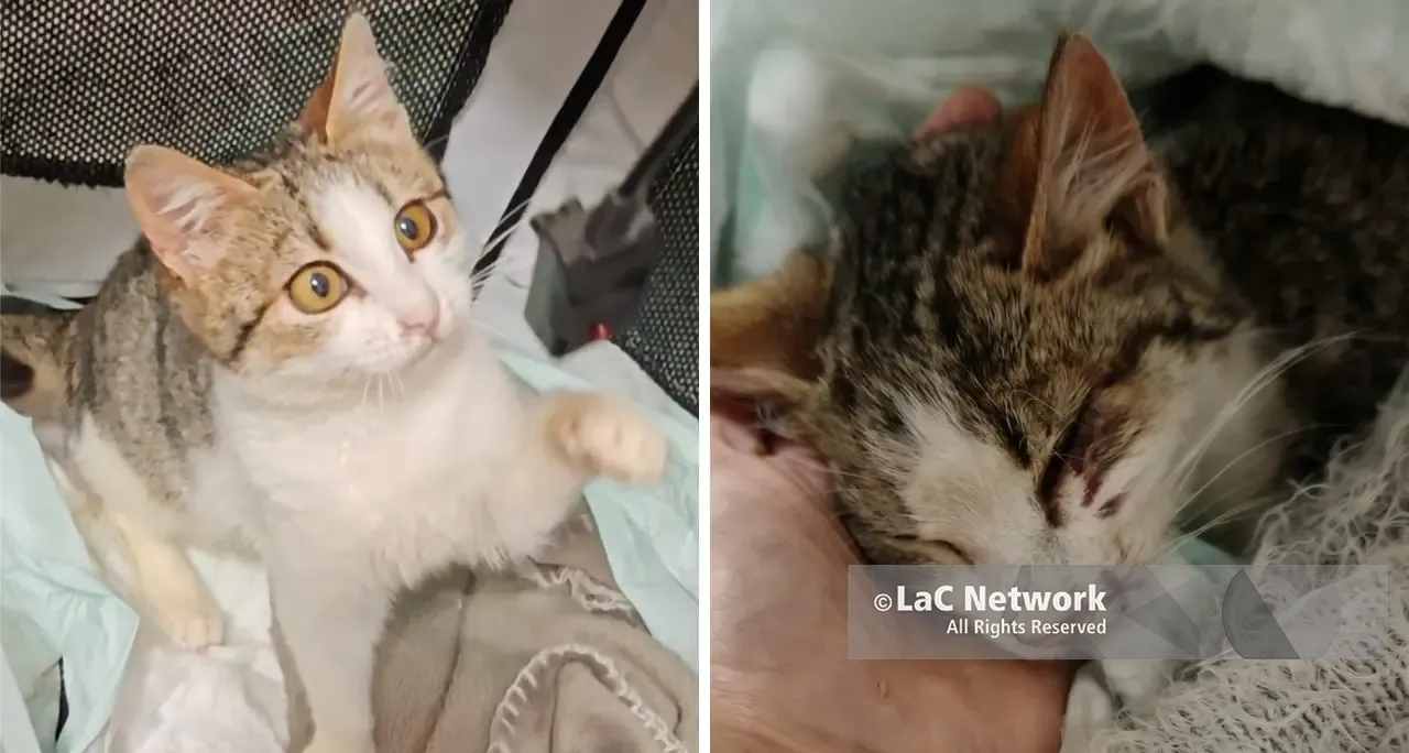 Gattina investita a Vibo,\u00A0soccorsa da due volontarie e curata dai veterinari\u00A0dell’Asp: «Il servizio di pronto soccorso funziona»\n