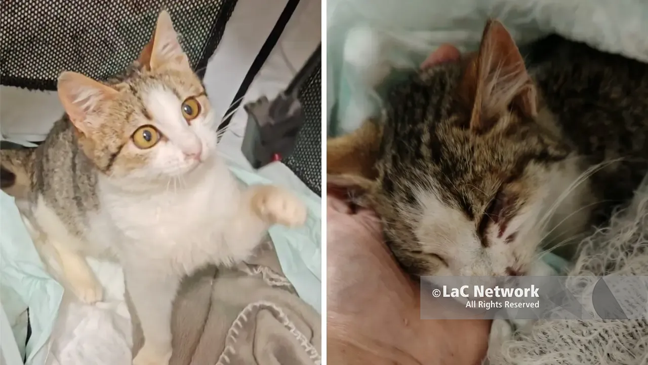 Gattina investita a Vibo,\u00A0soccorsa da due volontarie e curata dai veterinari\u00A0dell’Asp: «Il servizio di pronto soccorso funziona»\n