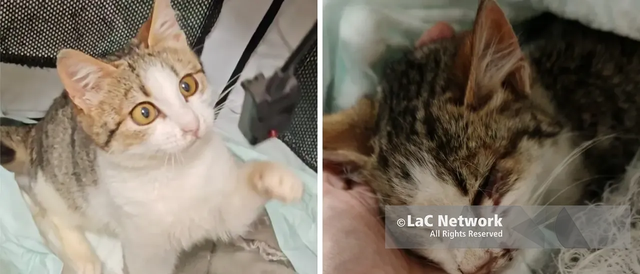 Gattina investita a Vibo,\u00A0soccorsa da due volontarie e curata dai veterinari\u00A0dell’Asp: «Il servizio di pronto soccorso funziona»\n