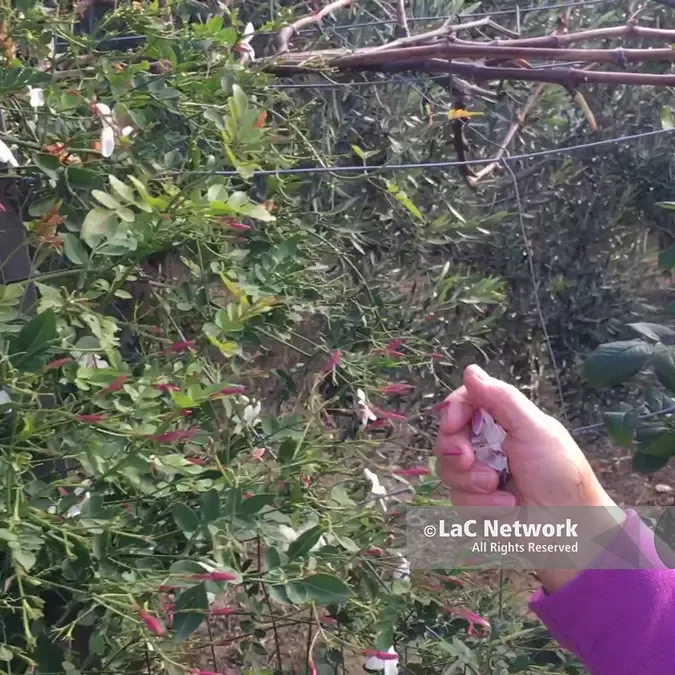 La mimosa e il gelsomino, il coraggio di una coscienza nuova e la fatica dell'emancipazione delle Donne\n