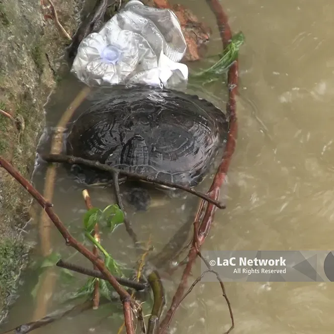 Cosenza, le piogge restituiscono\u00A0una tartaruga morta nel fiume Crati\n