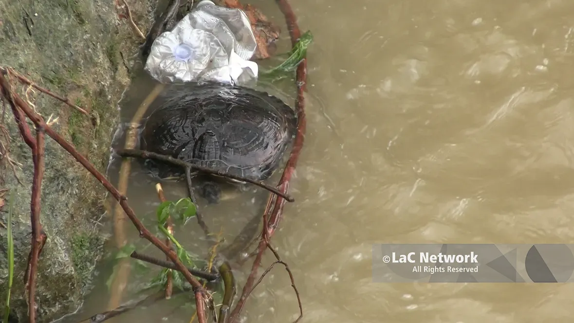 Cosenza, le piogge restituiscono\u00A0una tartaruga morta nel fiume Crati\n