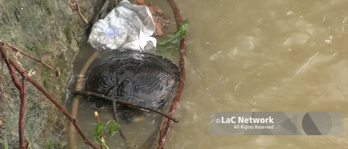 Cosenza, le piogge restituiscono\u00A0una tartaruga morta nel fiume Crati\n