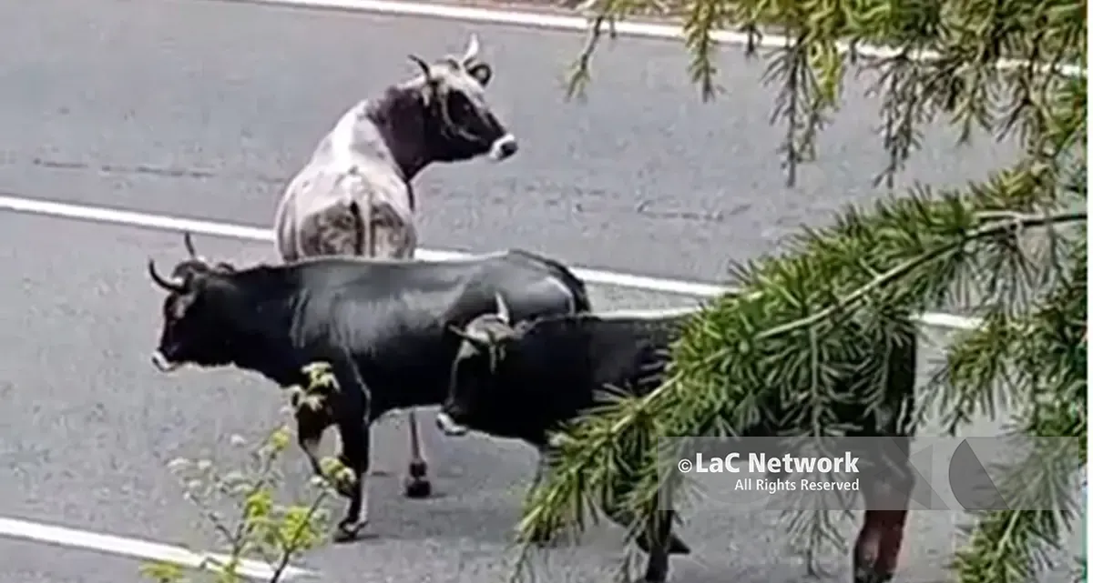 A Catanzaro mucche in Tangenziale, l’attraversamento dei bovini ha provocato disagi alla circolazione\n