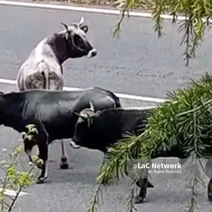 A Catanzaro mucche in Tangenziale, l’attraversamento dei bovini ha provocato disagi alla circolazione\n