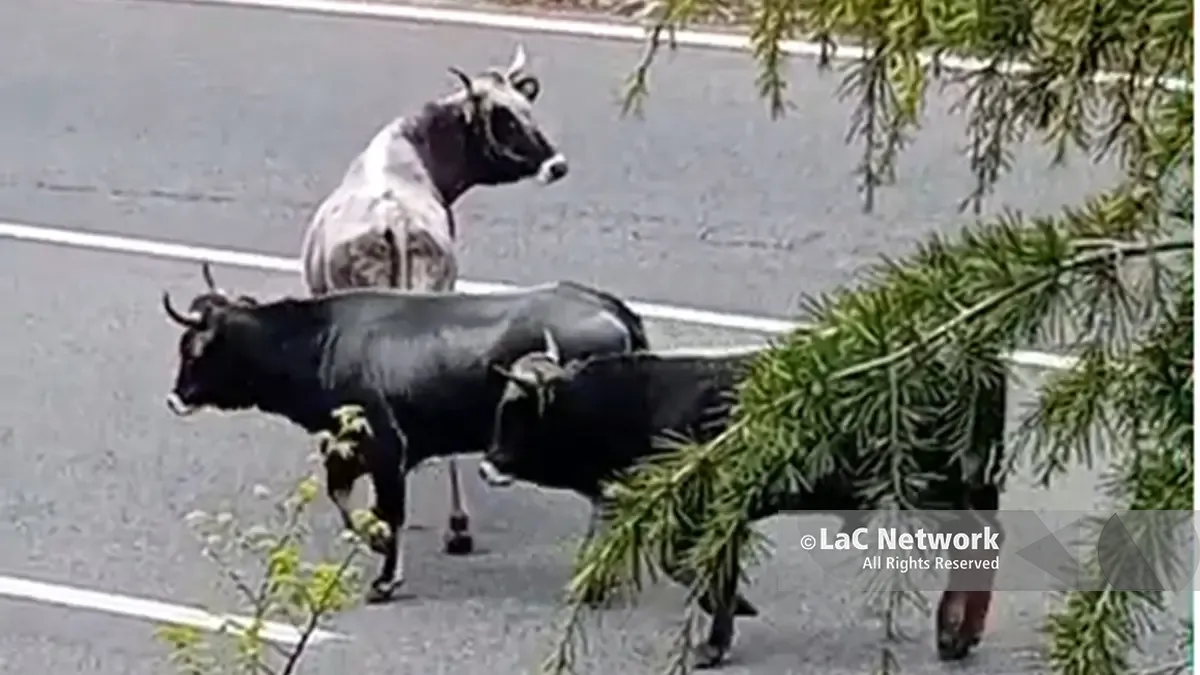 A Catanzaro mucche in Tangenziale, l’attraversamento dei bovini ha provocato disagi alla circolazione\n