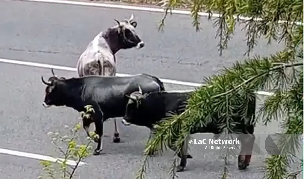 A Catanzaro mucche in Tangenziale, l’attraversamento dei bovini ha provocato disagi alla circolazione\n