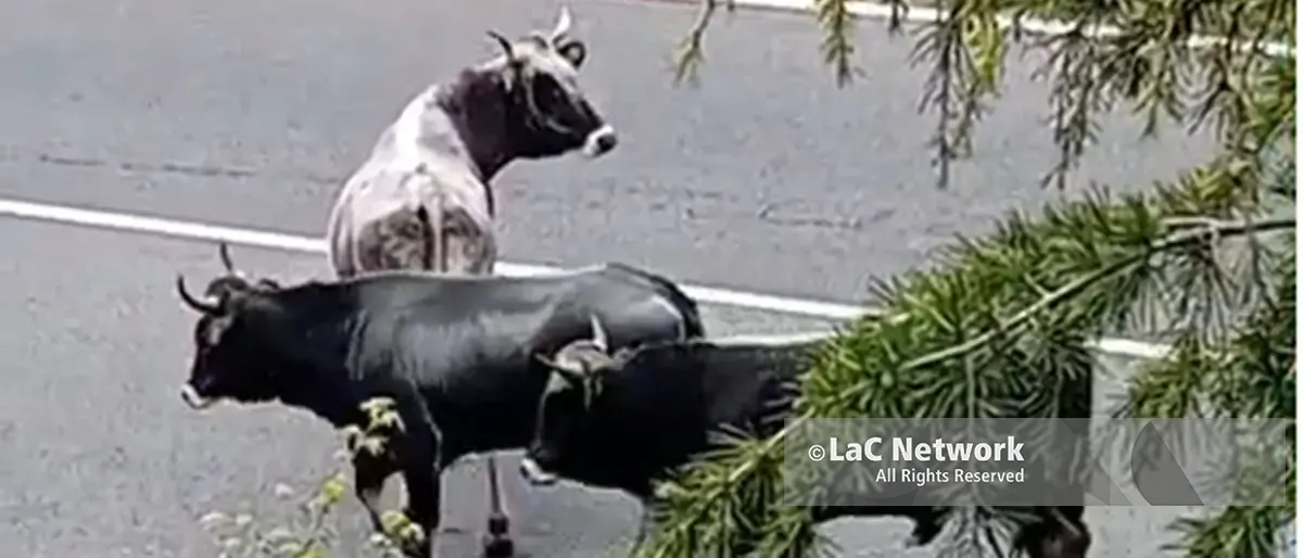 A Catanzaro mucche in Tangenziale, l’attraversamento dei bovini ha provocato disagi alla circolazione\n