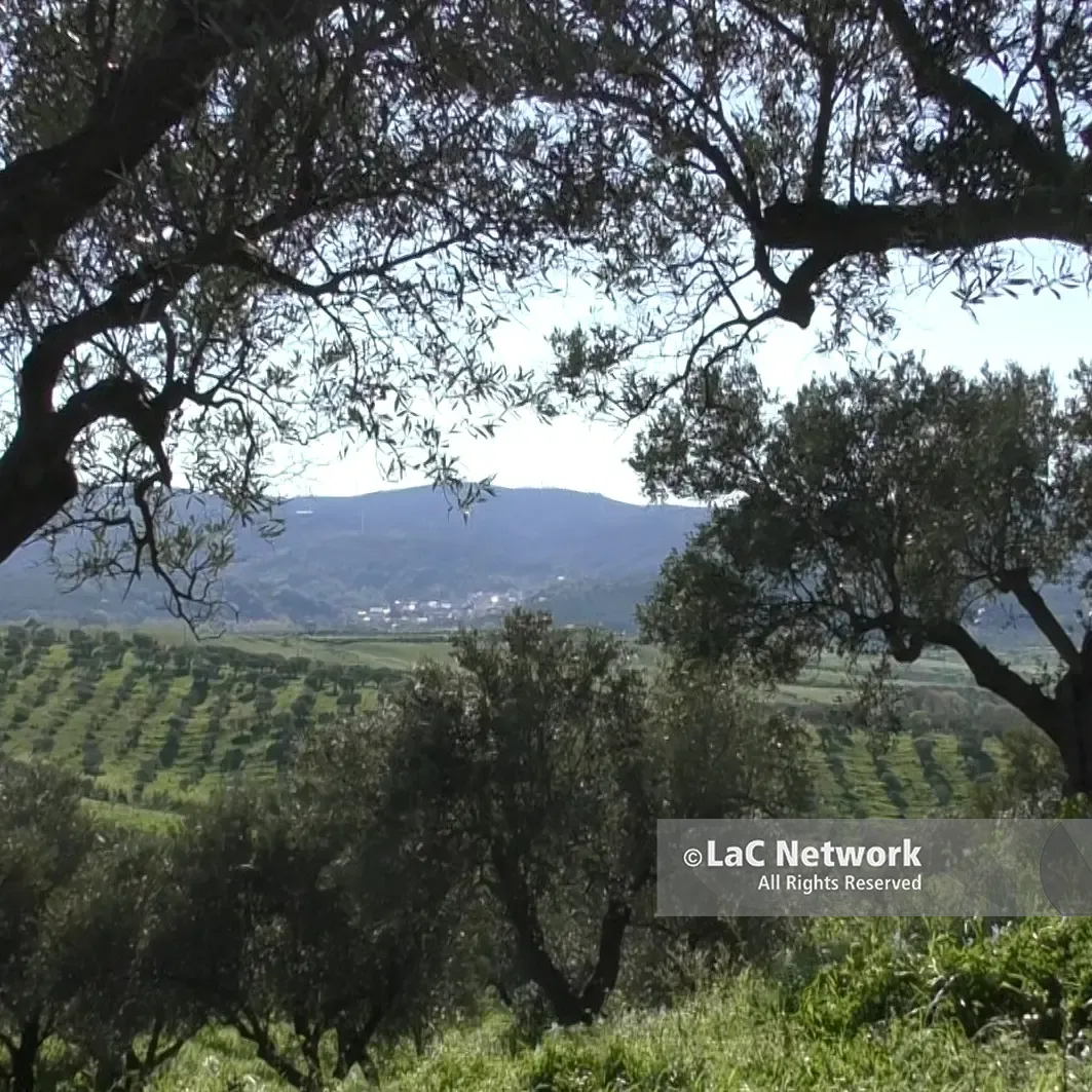 Formazione e deontologia, a Vibo un incontro promosso dall’Ordine degli Agronomi e Forestali\n