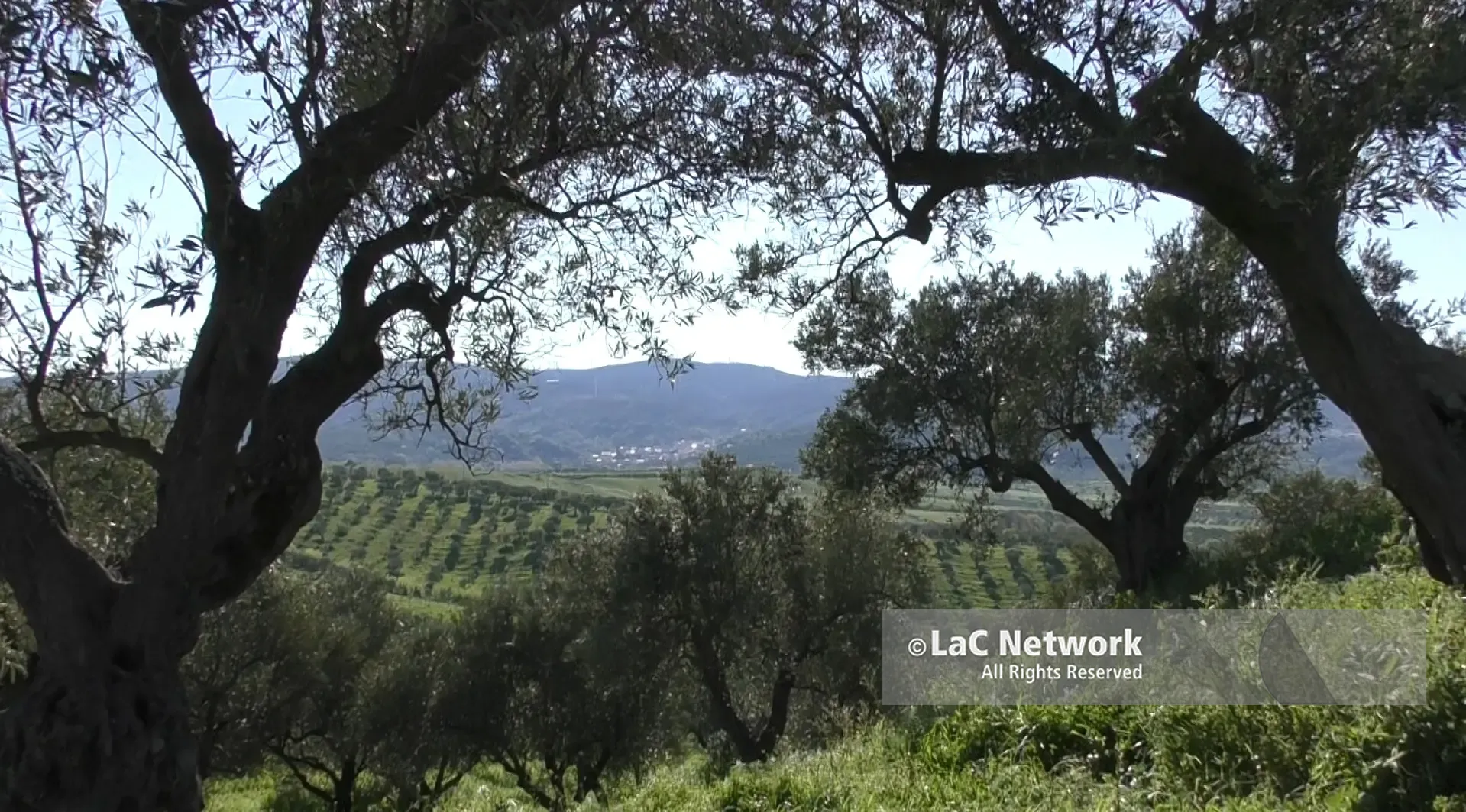 Formazione e deontologia, a Vibo un incontro promosso dall’Ordine degli Agronomi e Forestali\n
