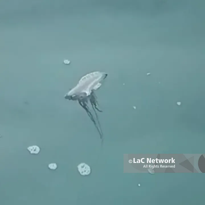 Pizzo, nuova Caravella portoghese ma stavolta è viva: il VIDEO di un pescatore riaccende i timori sul litorale vibonese