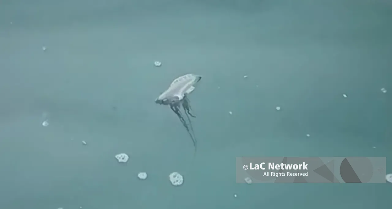 Pizzo, nuova Caravella portoghese ma stavolta è viva: il VIDEO di un pescatore riaccende i timori sul litorale vibonese