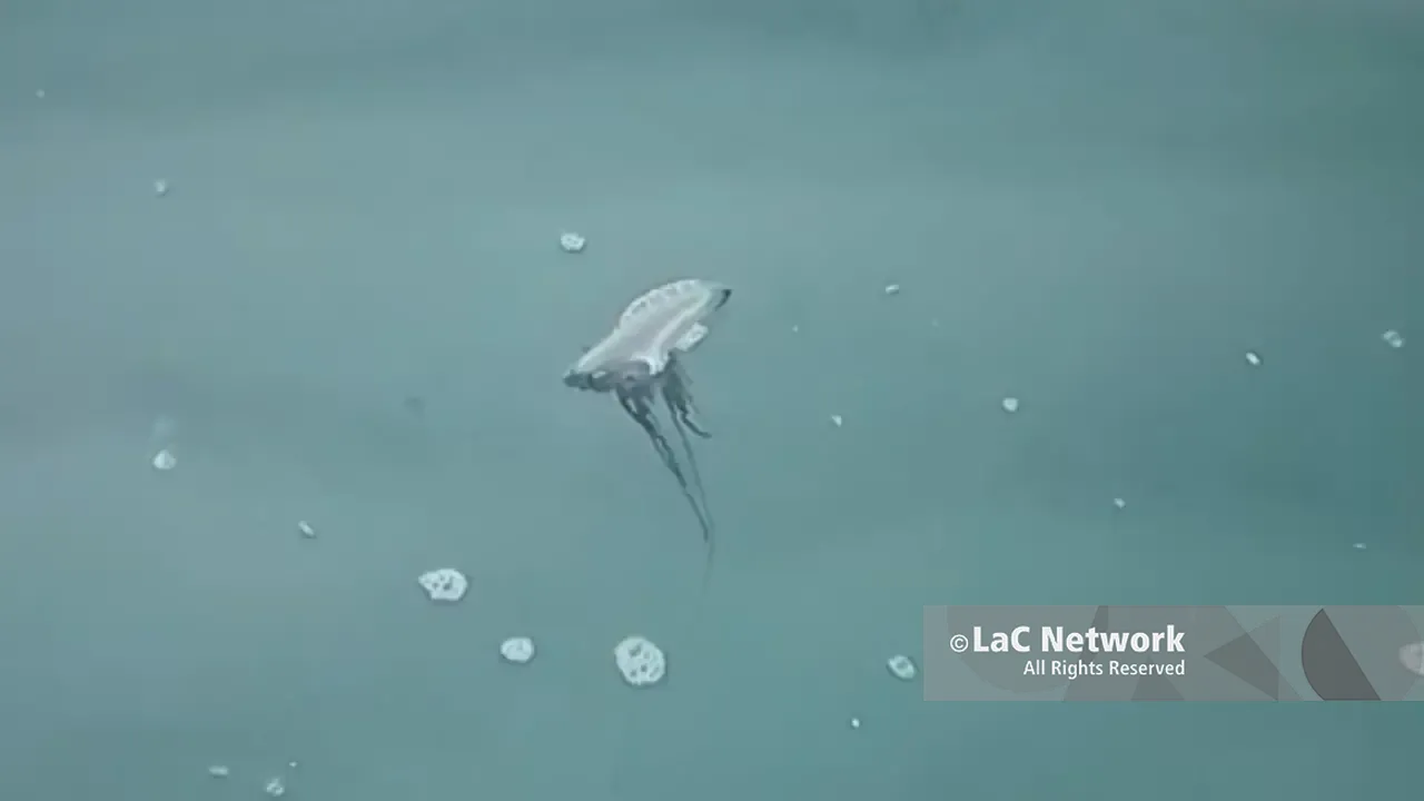 Pizzo, nuova Caravella portoghese ma stavolta è viva: il VIDEO di un pescatore riaccende i timori sul litorale vibonese