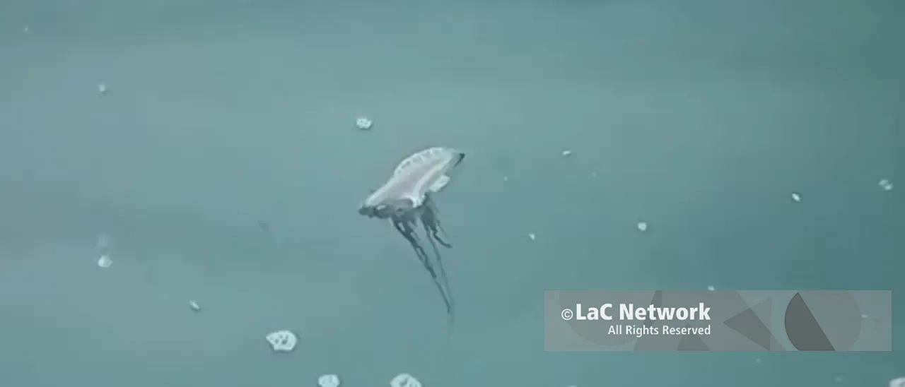 Pizzo, nuova Caravella portoghese ma stavolta è viva: il VIDEO di un pescatore riaccende i timori sul litorale vibonese