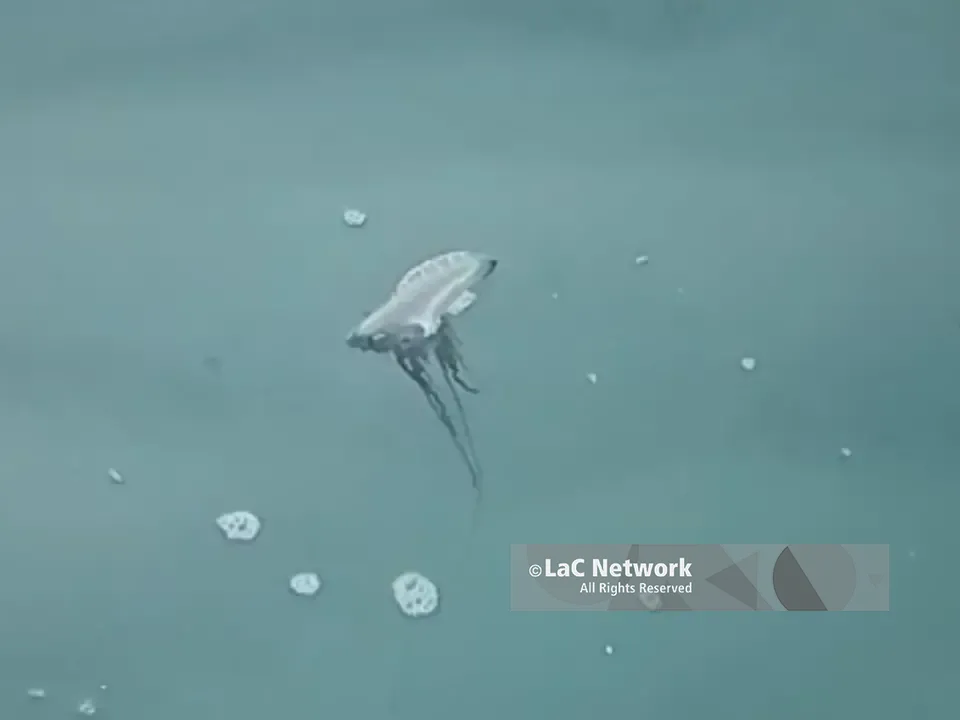 Pizzo, nuova Caravella portoghese ma stavolta è viva: il VIDEO di un pescatore riaccende i timori