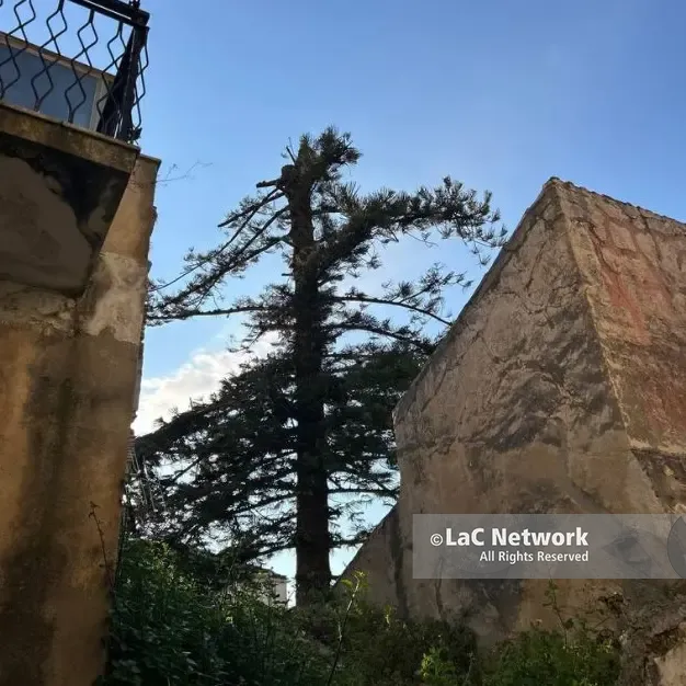 Araucaria “decapitata” a Pizzo, tensione in Consiglio su proprietà e vera età dell’albero simbolo: «Non è secolare»\n