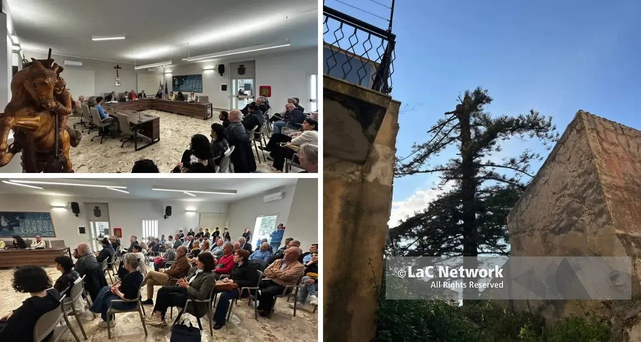 Araucaria “decapitata” a Pizzo, tensione in Consiglio su proprietà e vera età dell’albero simbolo: «Non è secolare»\n