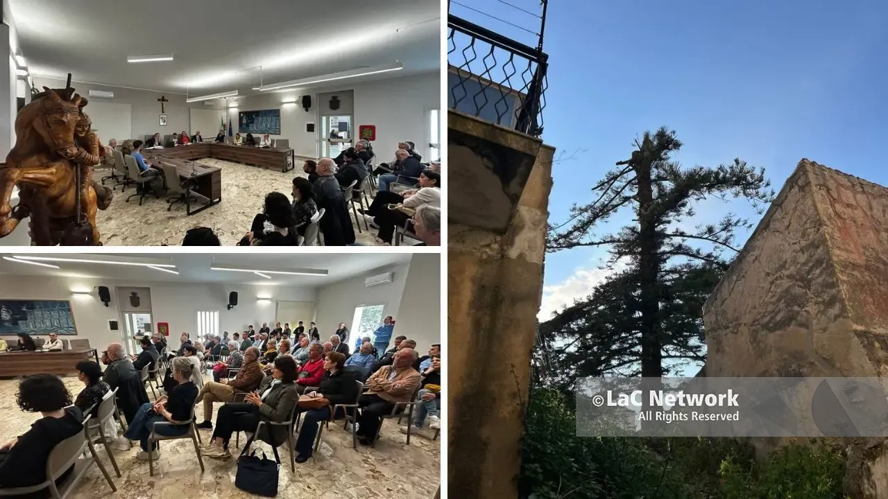 Araucaria “decapitata” a Pizzo, tensione in Consiglio su proprietà e vera età dell’albero simbolo: «Non è secolare»\n